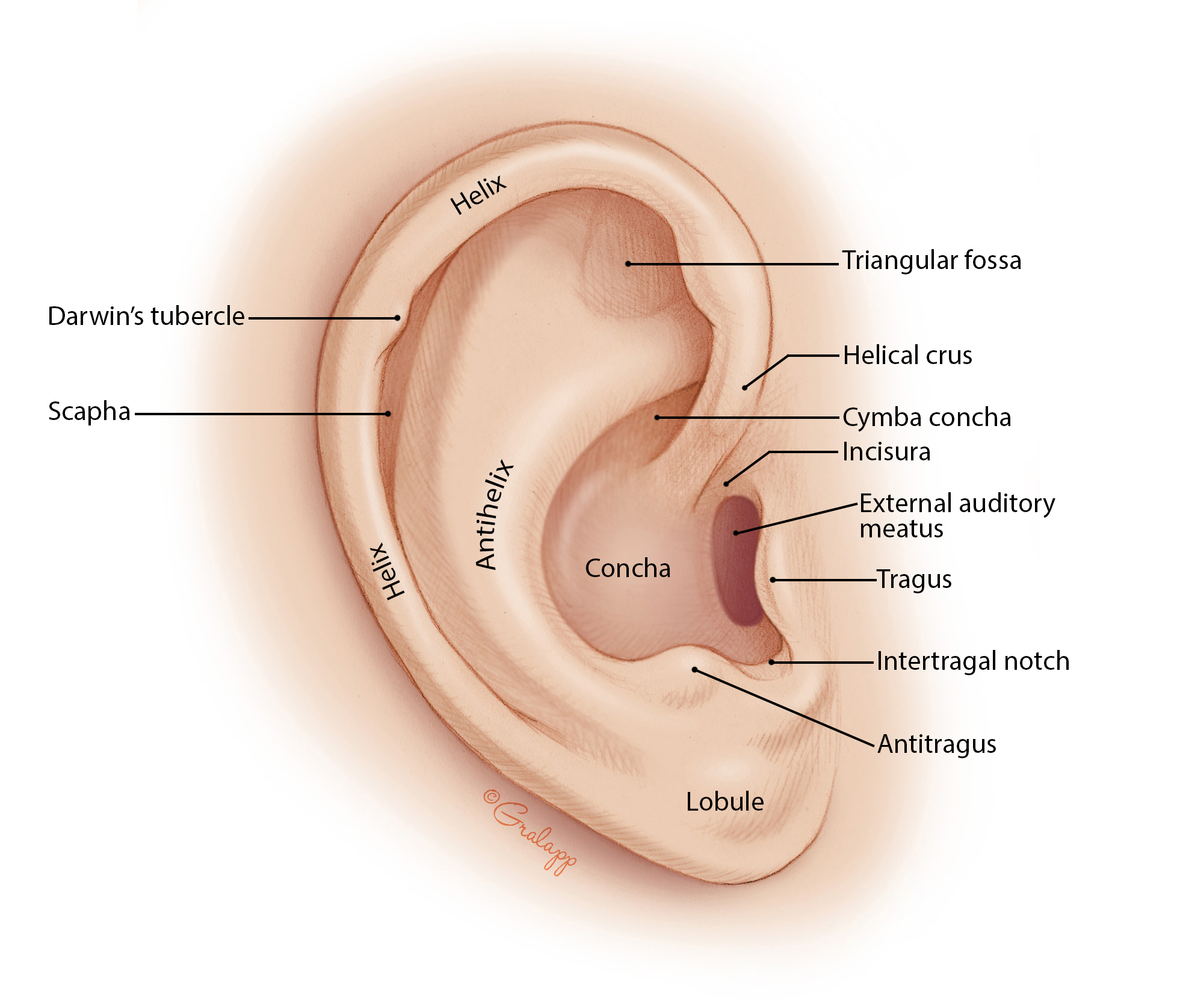 The Surface Anatomy of the Ear